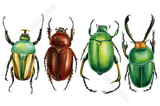 Beetles on an isolated white background, watercolor illustration, green scarab beetle