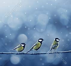 Three titmouse birds in winter