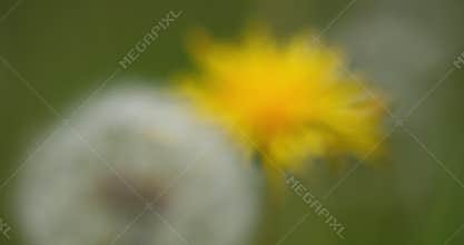Dandelions waving in the breeze.