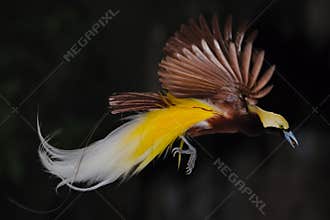 Bird of paradise in flight