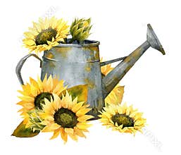 Watercolor Fall Sunflower , rustic clipart. Autumn Harvest Clip Art, Thanksgiving Day art,