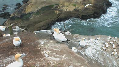 Australasian Gannets at the Muriwai Gannet Colony