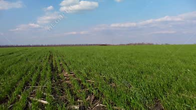 Aerial high speed above bright green spring field
