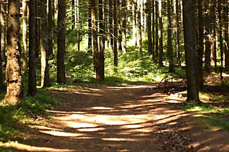 Green nature forrest