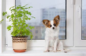 Puppy and flower on window