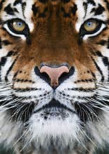 A tiger