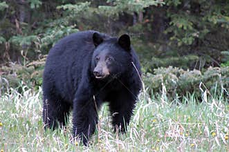 Black Bear 3