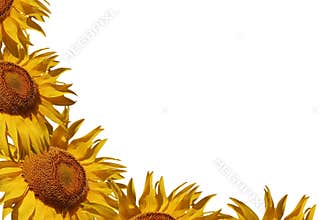 Sunflower border