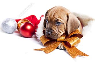 Young happy christmass doggy