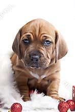 Young happy christmass doggy