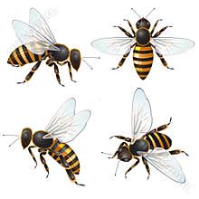 Set of bee
