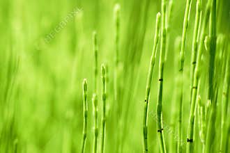 Herb horsetail