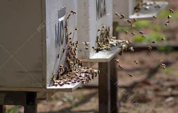 Bees returning to their hive
