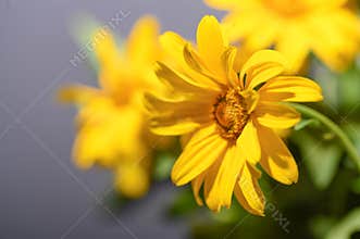 The very pretty colorful  summer flower close up
