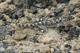 Lizard Camouflage