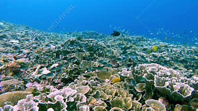 Beautiful Underwater Colorful Tropical Reef with Sea Fish