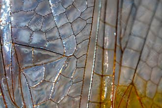 Textured macro photography of a dragonfly wing. A photo of a part of a dragonfly\'s wing.