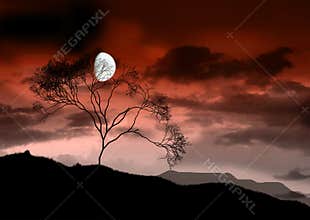 The full bright moon.