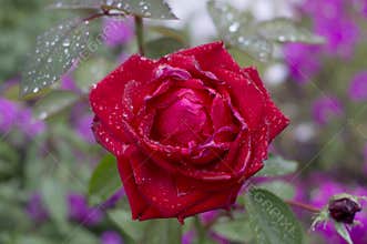 The flower of the rose “ingrid bergman”, close up