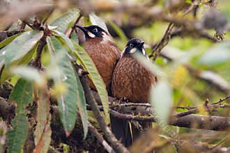 Trochalopteron affine birds sitting on the branch in forest