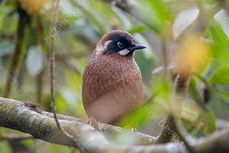 Wild Black-faced Laughingthrush Trochalopteron affine bird sitting on the branch in fores