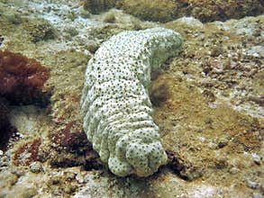 Sea Cucumber