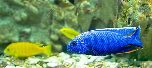 Fishes