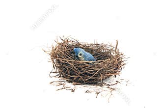 Bird Nest