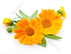 Calendula. flowers with leaves on white