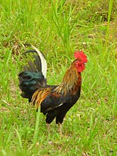 Beautiful rooster in countryside, Bali, Indonesia.