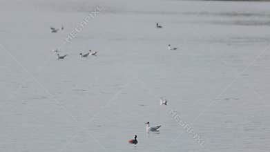 Many river gulls hunt fish in lakes, rivers, and canals.