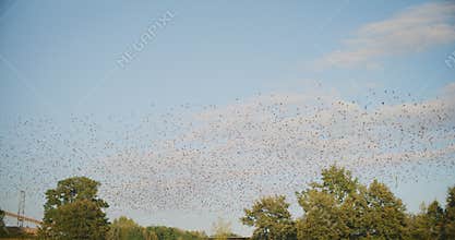 Flying Birds with Agricultural Fields Background