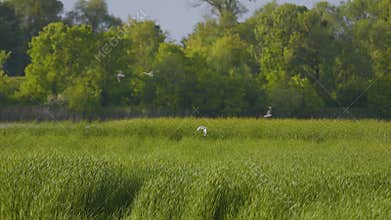 Many river gulls hunt fish in lakes, rivers, and canals. Seagulls fly over
