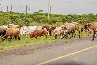 Nguni cattle grazing on the verge of a high speed highway in Africa.