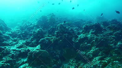 Exotic fishes swim above rocks with seaweed at ocean floor