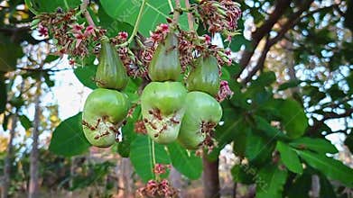 Video of cashew or young monkey guava.