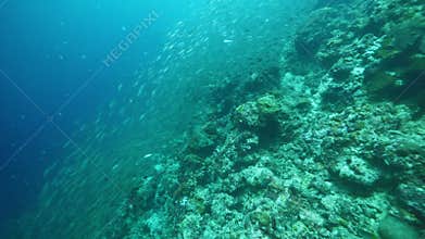 Sparkling sardines school swims in coral reef underwater