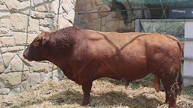 Large Brown Bull