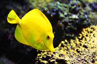 Tropical yellow tang aquarium fish