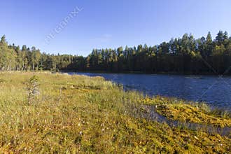 Sun-drenched field, river and coniferous forest
