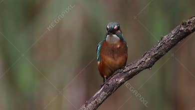 Common kingfisher, Alcedo atthis. A bird catches its prey, bangs it against a branch, eats it