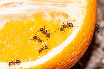 ants eat orange in green grass