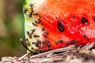 Ants lot black on watermelon rind close-up, selective focus