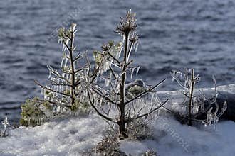 A few icy pine sprouts on the bank