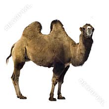 Camel