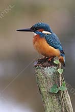 Kingfisher, Alcedo atthis