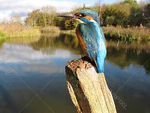Kingfisher, Alcedo atthis