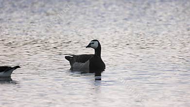 Beautiful black and white goose hunt fish in lakes, rivers, and canals.