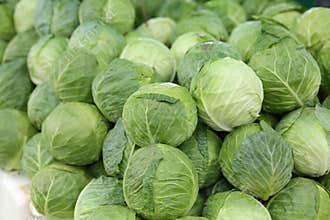 Freshly picked cabbages from the farm are lined up and ready for sale at the market. Fresh green cabbage from the garden.