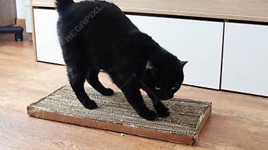 A beautiful black domestic cat sharpens its claws on a scratching post